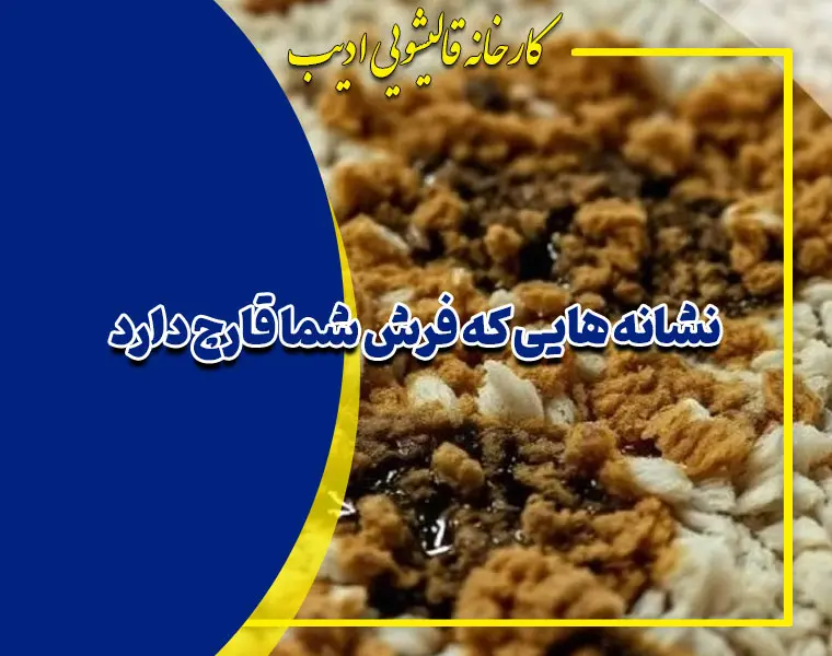 نشانه هایی که فرش شما قارچ دارد