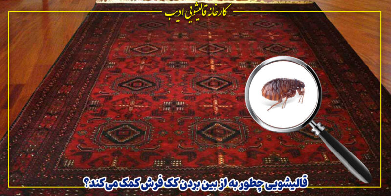کک فرش چیست و قالیشویی چه کمکی می‌کند؟